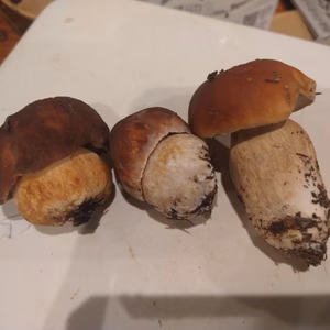 ほんとに最後です。◆ニセコ産天然生ポルチーニ茸100g