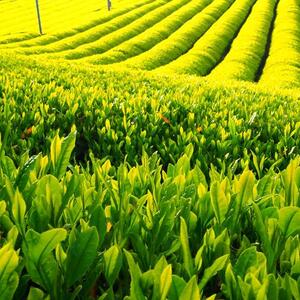 【専用商品】高原野菜セット（有機、農薬不使用）L＆有機ほうじ茶2袋のセット