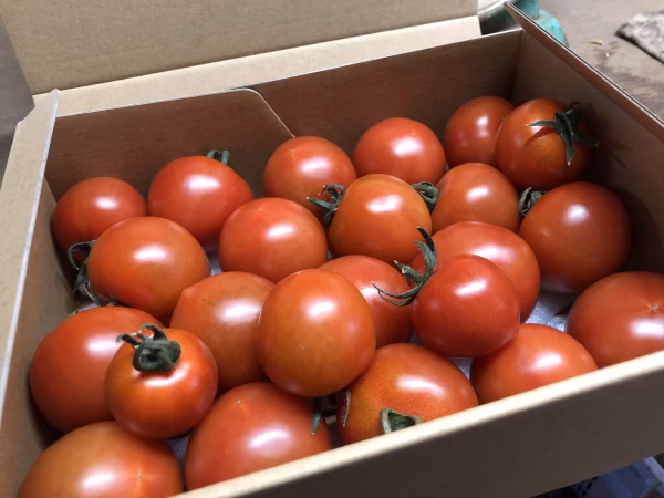 オススメNo. 1★地元で大人気★フルティカ