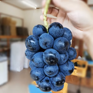 川霧育ちのピオーネ