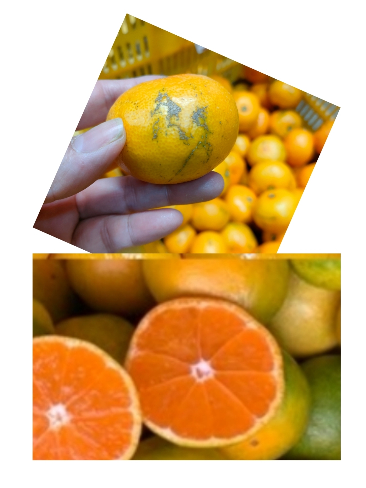 YN26の産直通販・お取り寄せ商品｜ポケットマルシェ｜産地直送で旬の