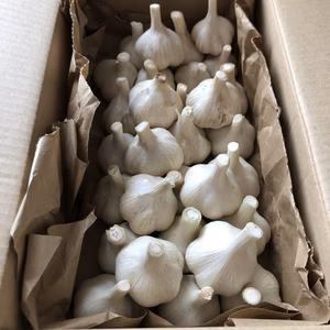 国産ニンニク★長野県産