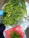 【予約販売】希少な北海道産のニンニクの芽(5月末～６月上旬に発送予定です)