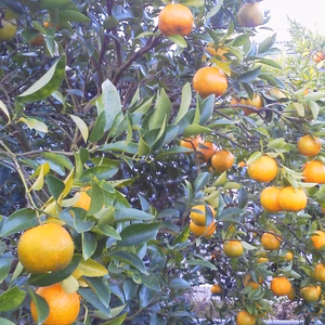 2.5-3kg 贈答用ポンカン