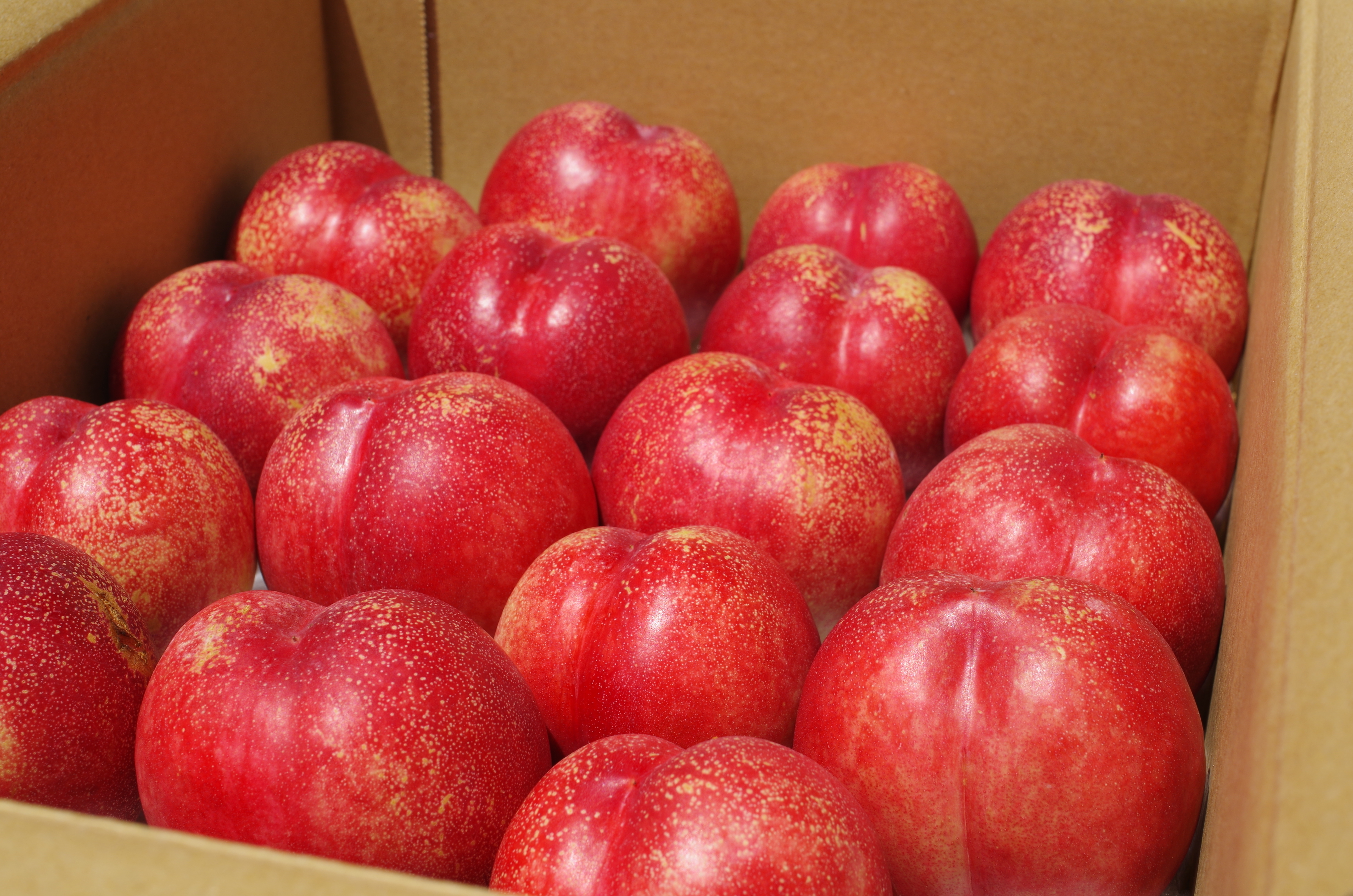 ネクタリンの産直通販・お取り寄せ商品｜ポケットマルシェ｜産地直送で