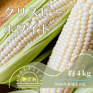 【2026年7月発送】希少品種 クリスピーホワイト 4kg TV紹介