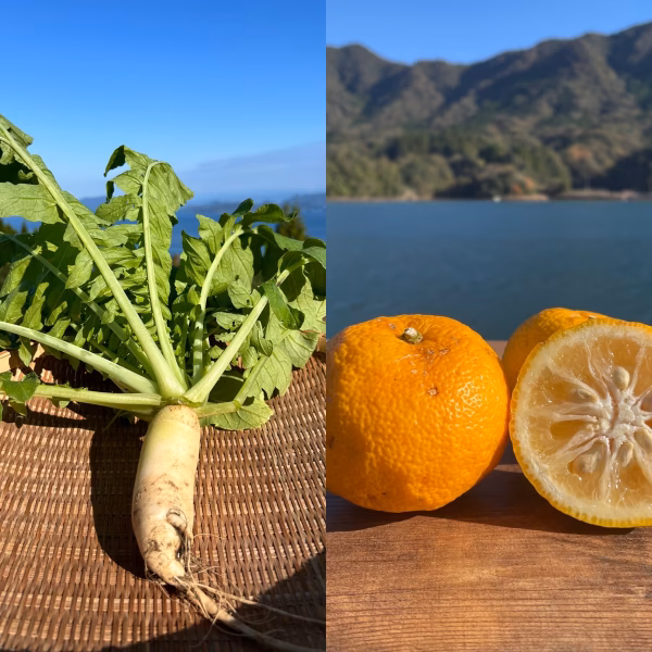 寒い冬のお鍋セット！大根とゆず！栽培期間中、農薬・化学肥料不使用！