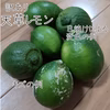 ★天草レモン(グリーンレモン)★訳ありBOX★