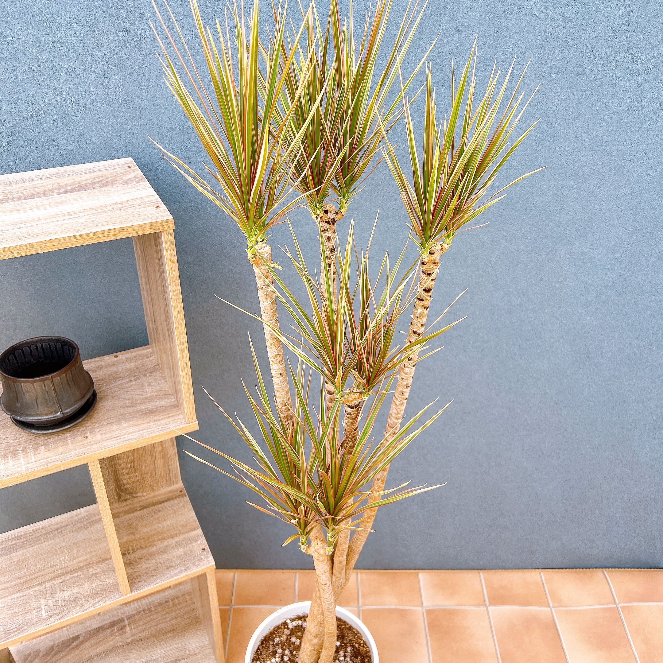 ドラセナ コンシンネ レインボー 観葉植物 インテリアグリーン 室内