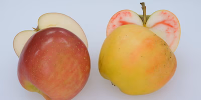 【購入もできます】果肉が赤い？噂のりんご"ムーンルージュ"を買って観察して食べ比べてみた