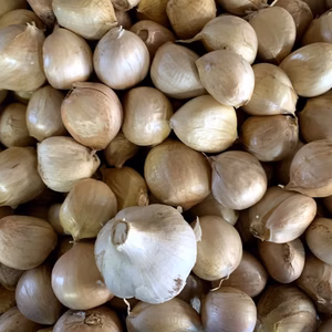 まずは素揚げにバター醤油！そのまま食べてほしい大粒鬼丸にんにく！