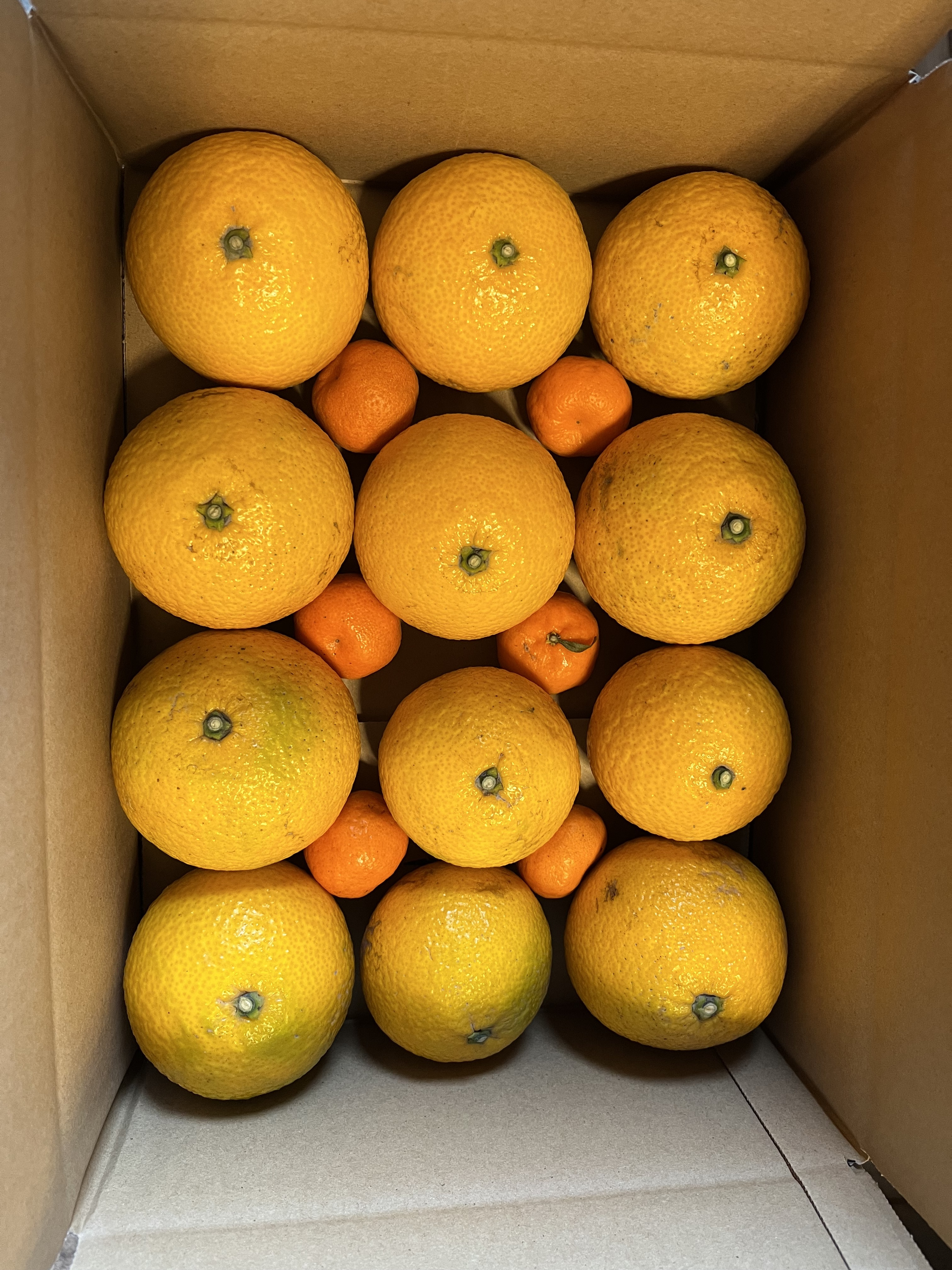 2026福袋】スィートスプリング12個【おまけ付】｜みかんの商品詳細