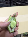 5月発【訳あり♫ 】”みずみずしい”1粒  そら豆