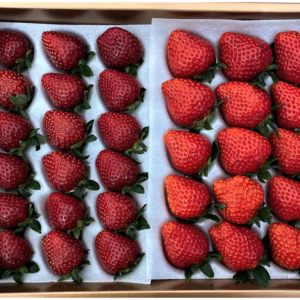 【黒いちご】真紅の美鈴 食べ比べセット 【要確認】1月から順次発送予定　黒中赤大