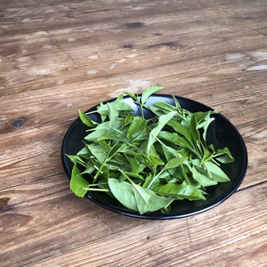 期間限定！！茶畑直送！おうちで作れる和紅茶キット（１人分茶葉100ｇ、その他用具