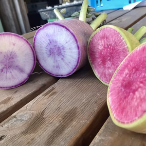 色鮮やか紅芯大根　1.6-1.8キロ（今が旬！）