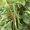 【無化学肥料·無化学農薬】野菜セットSＳ(5種入り)