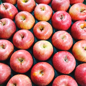 小さ〜いりんご　美味しいサンふじ25個