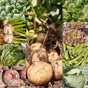 無農薬無化学肥料　朝採り！信州伊那谷★旬の野菜セット【クール便】