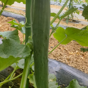 【期間·数量限定】キュウリとミニジャガイモがメインの野菜セット