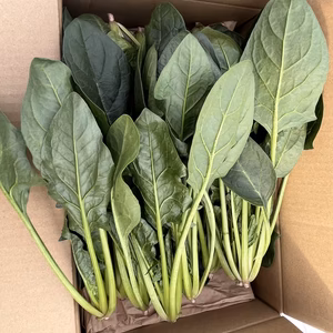 常温発送です❕冬越しほうれん草❕