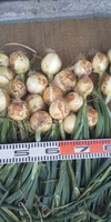 冬越し上州の七宝早生　新玉ねぎ