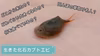 2023年度【環境保全米】幻のお米ササシグレ(玄米)