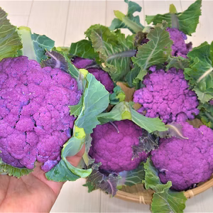 農薬不使用（無農薬）栽培　パープルカリフラワー
