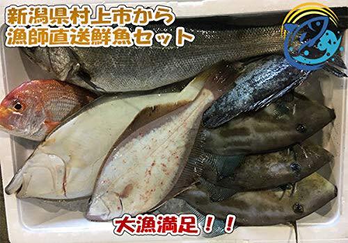 新潟寝屋漁港から直送する一本釣り鮮魚セット 農家漁師から産地直送の通販 ポケットマルシェ