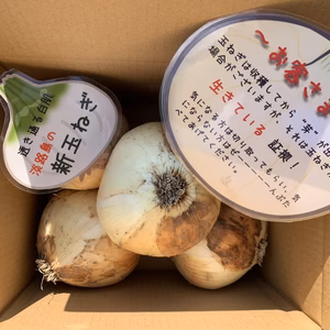 訳あり‼️大きすぎてゴメンなさい❣️大きぃ新玉ねぎ