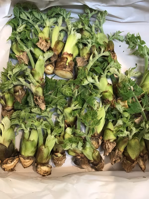 みんなの投稿の画像