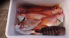 再販相模湾産天然魚お任せ詰め合わせセット！アマダイとイトヨリダイ+α  