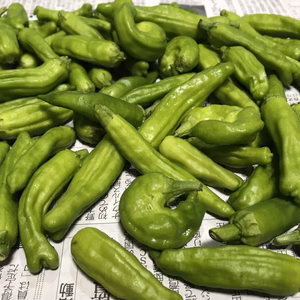 地球に優しい農薬不使用・不耕起栽培の風味豊かなシシトウです。【露地栽培】