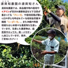 【送料無料】春キクイモ｜沖縄県名護市（無農薬・無化学肥料）