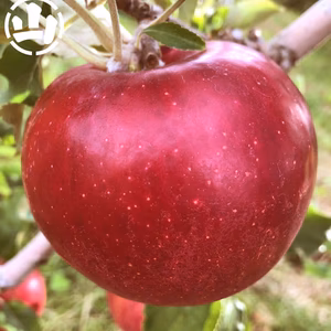 紅玉 5kg  徳用 訳あり　三水産 減農特栽　ジョナサン　クッキングアップル