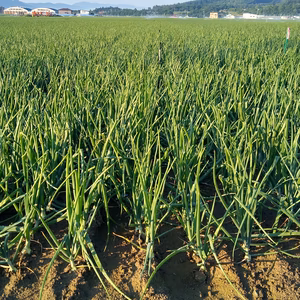 訳あり玉ねぎ(Ｓ~Mサイズ:横径5~7cm)北海道富良野産　