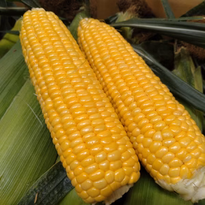 飯綱高原産とうもろこし　ゴールドラッシュたっぷり２０本
