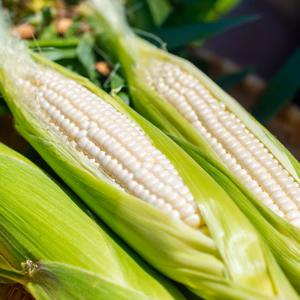 まるで梨のような～この美味しさにハマる！朝採りホワイトコーン 4.5kg~