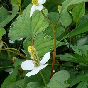 乾燥ドクダミ茶5g×10袋