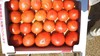大玉をコロナの影響下でGWに緊急出品し、ご好評いただいたＢ品トマトの再出品です。