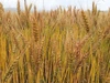 2021年収穫分　小麦玄麦500g！！喜多村家の小麦　2021年産ミナミノカオリ