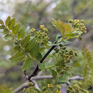 無農薬花山椒　雄花