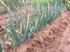 無農薬 長ネギ EM自然農法 農薬化学肥料不使用 除草剤不使用 ポケマル便