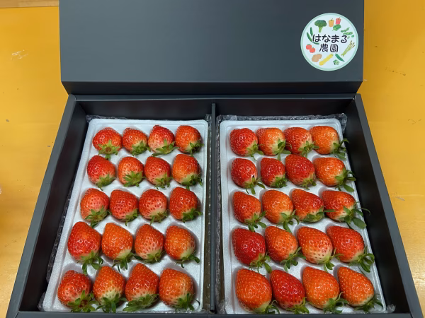 香川県産品さぬき姫2Lサイズ 40粒入り　ギフト用