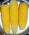 とうもろこし 訳あり 22本