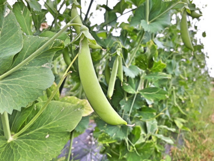 甘くてみずしい 自然栽培のスナップエンドウ400g 絹さやエンドウ100g 農家漁師から産地直送の通販 ポケットマルシェ