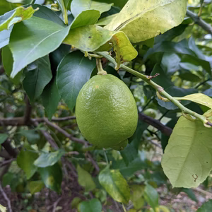 岩城島産青いレモン（栽培期間中農薬・化学肥料不使用)