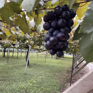 糖度が高く種を作らない希少品種のBkシードレスは数が限られています。