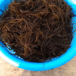 北海道寿都産　天然"松藻（マツモ）"