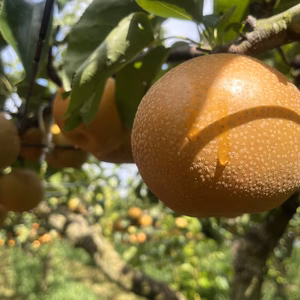 水分たっぷり茨城の【豊水梨】